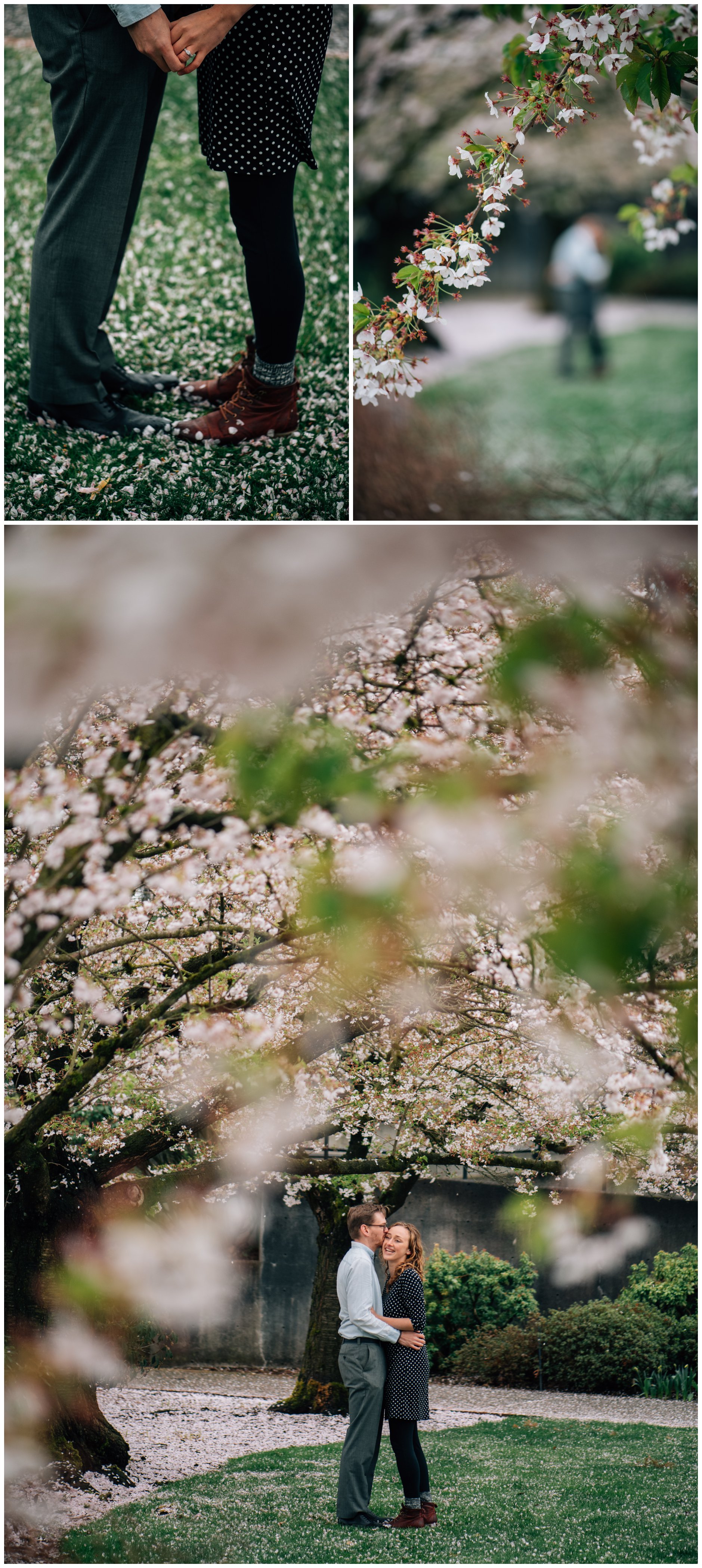 Abbotsford Cherry Blossoms